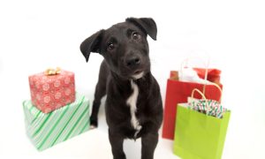 Descubre como puedes ayudar con la sobrepoblación de mascotas.