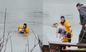 Dos bomberos de Michigan salvaron a un perro atrapado en un río congelado.