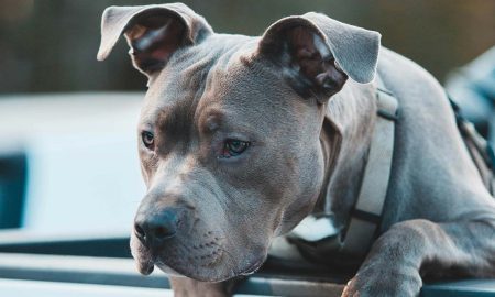 La Policía Estatal de Michigan salvó a un perro que corría en un freeway de Metro Detroit.