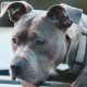 La Policía Estatal de Michigan salvó a un perro que corría en un freeway de Metro Detroit.