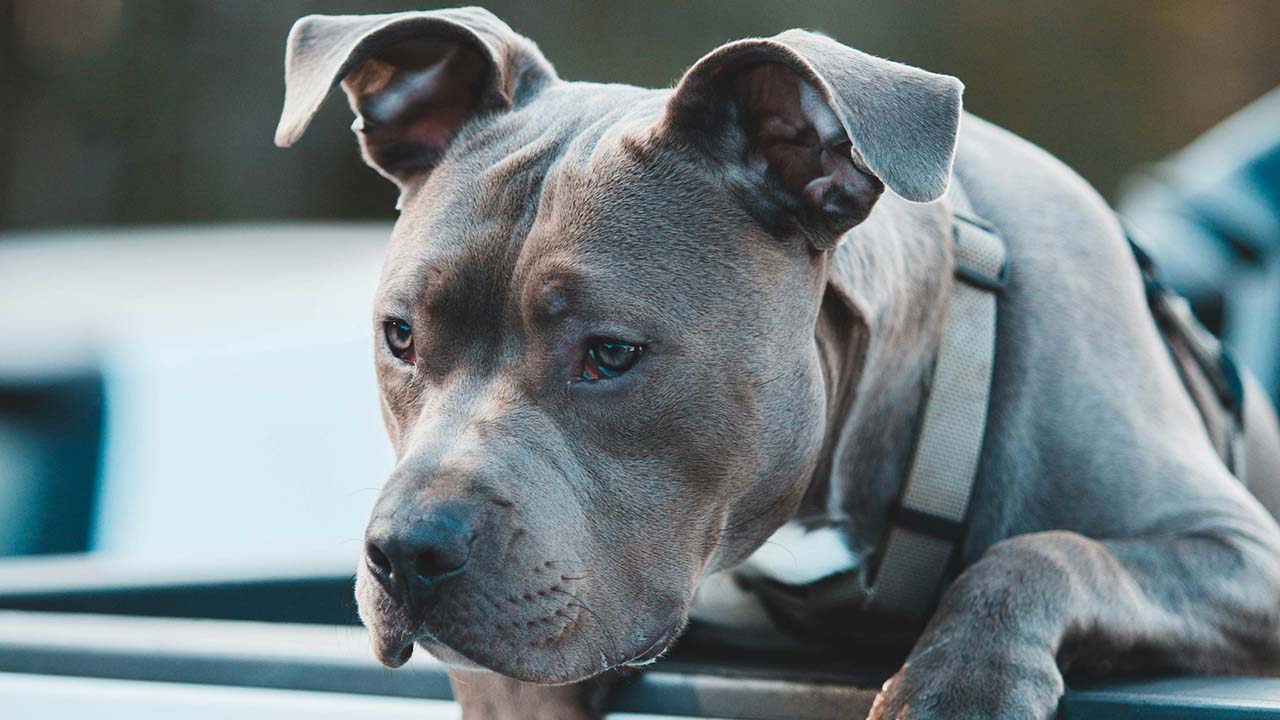 La Policía Estatal de Michigan salvó a un perro que corría en un freeway de Metro Detroit.