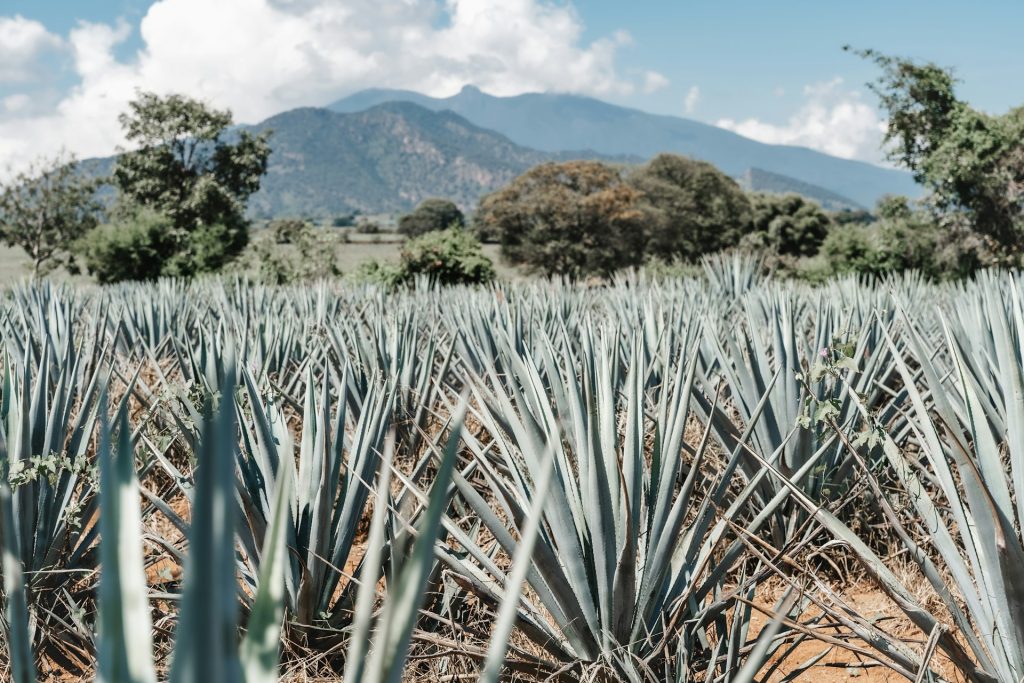 Paisaje agavero en Tequila, Jalisco.