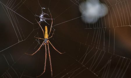 Conoce algunos consejos y medidas para evitar la presencia de insectos en casa.