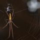 Conoce algunos consejos y medidas para evitar la presencia de insectos en casa.