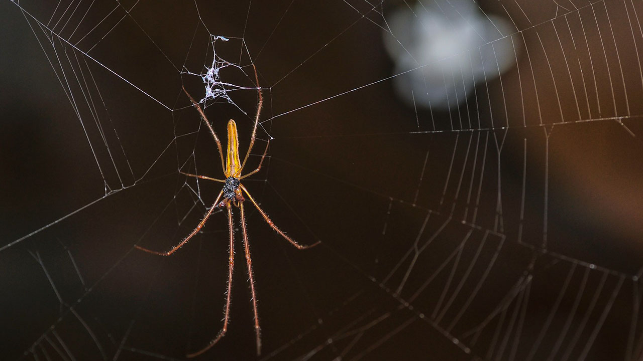 Conoce algunos consejos y medidas para evitar la presencia de insectos en casa.