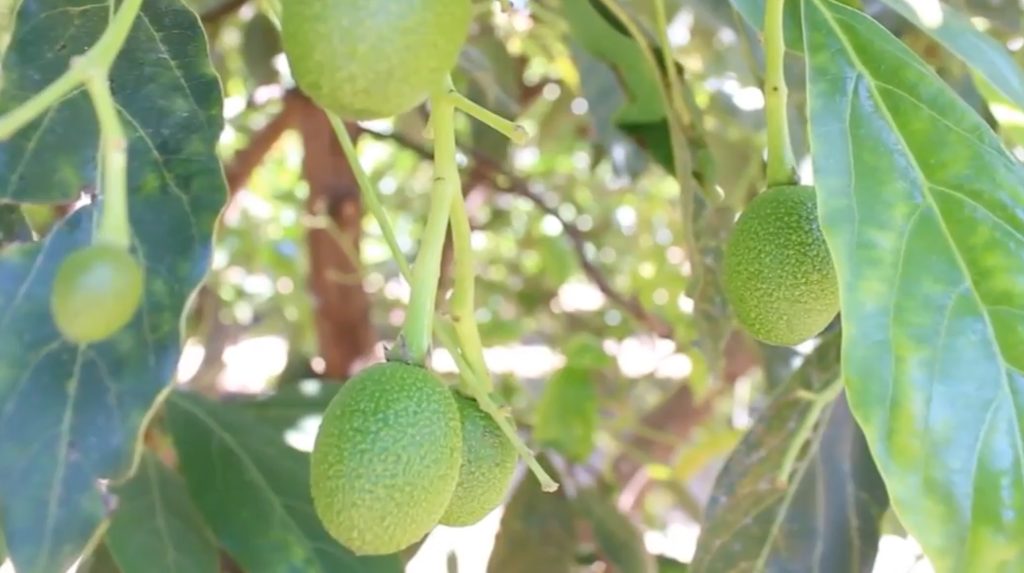 Estados Unidos suele recibir gran cantidad de aguacates desde México.