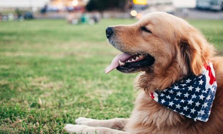 Sigue estos consejos y trucos para evitar que tu perro se asuste con los fuegos artificiales del 4 de julio.