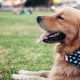 Sigue estos consejos y trucos para evitar que tu perro se asuste con los fuegos artificiales del 4 de julio.