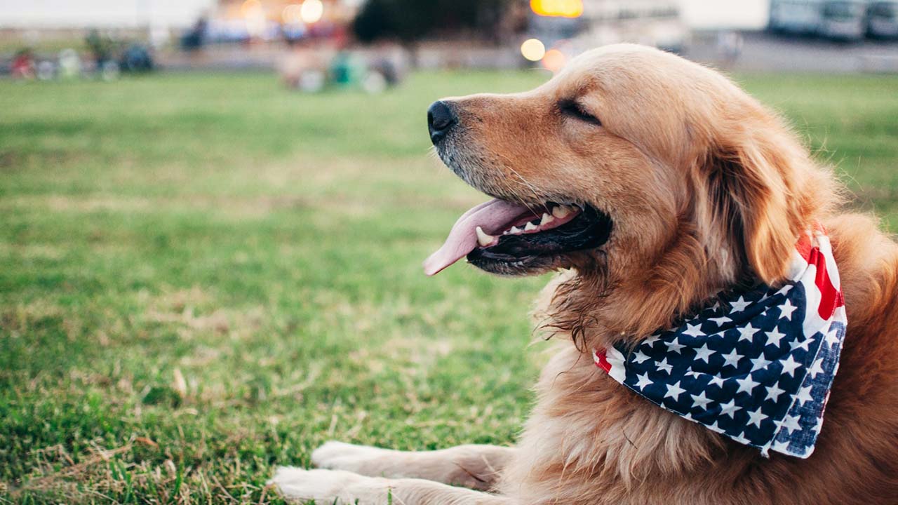 Sigue estos consejos y trucos para evitar que tu perro se asuste con los fuegos artificiales del 4 de julio.