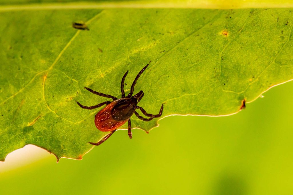 Los insectos son muy molestos para las mascotas en el verano.