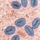 El condado de Wayne confirmó su primer caso de viruela del mono mpox desde 2022.