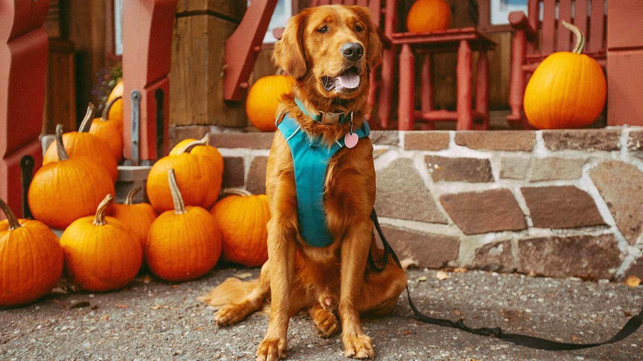 La temporada del otoño ofrece toda clase de actividades para disfrutar con tu mascota.