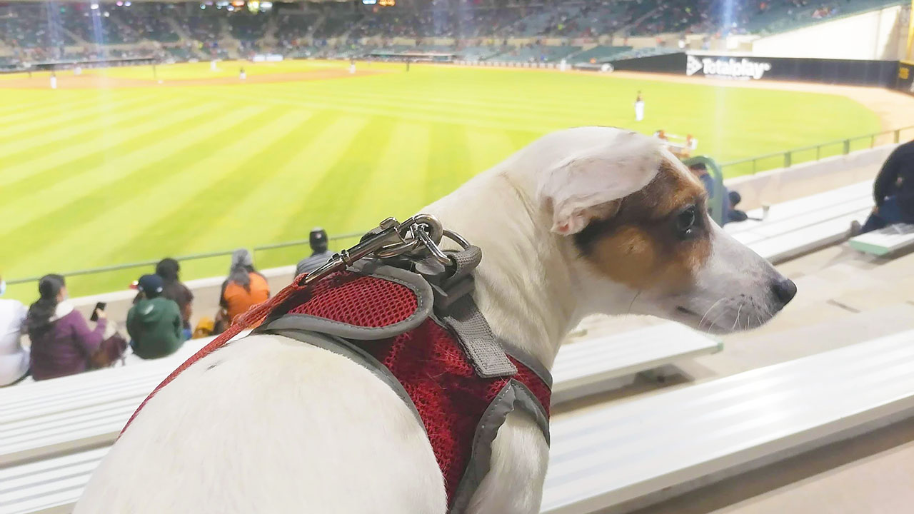 Llevar a tu perro al estadio se ha vuelto una tendencia cada vez más popular.