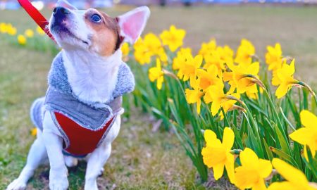 Mascotas en primavera: un perro Jack Russell Terrier junto a flores amarillas y plantas seguras para mascotas.