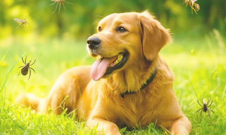 Algunos insectos comunes en la primavera y verano pueden ser peligrosos para las mascotas, como perros y gatos.