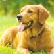Algunos insectos comunes en la primavera y verano pueden ser peligrosos para las mascotas, como perros y gatos.