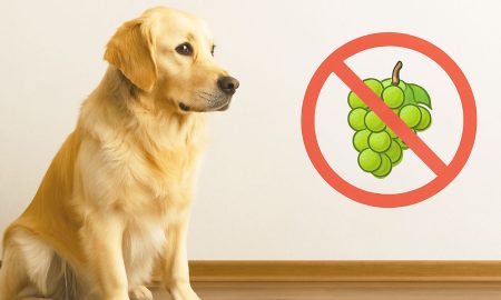 Algunos alimentos e ingredientes de consumo humano son muy peligrosos para tu perro o gato.