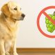 Algunos alimentos e ingredientes de consumo humano son muy peligrosos para tu perro o gato.