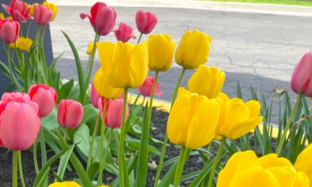 Holland, Michigan, es el escenario del "Tulip Time", el festival del tulipán.