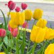 Holland, Michigan, es el escenario del "Tulip Time", el festival del tulipán.