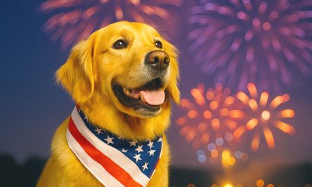 Consejos y trucos para que tu perro esté tranquilo durante los fuegos artificiales del 4 de julio.