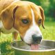 Las altas temperaturas pueden poner en peligro la salud y bienestar de la mascota si no se toman medidas preventivas básicas.