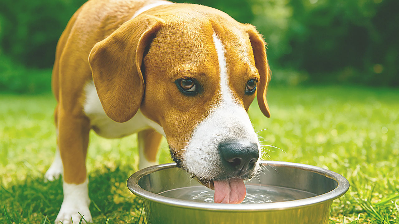 Las altas temperaturas pueden poner en peligro la salud y bienestar de la mascota si no se toman medidas preventivas básicas.