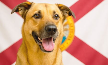 El gobernador de Florida, Ron DeSantis, firmó dos nuevas leyes para endurecer los castigos para quienes abandonen a sus mascotas en desastres naturales y cometan maltrato animal.