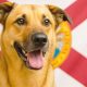 El gobernador de Florida, Ron DeSantis, firmó dos nuevas leyes para endurecer los castigos para quienes abandonen a sus mascotas en desastres naturales y cometan maltrato animal.