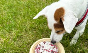 El Día Mundial del Perro se celebra cada 21 julio.