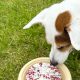 El Día Mundial del Perro se celebra cada 21 julio.