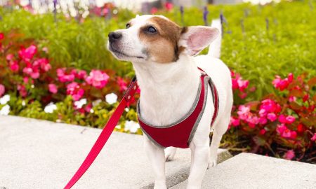 Cada 26 de agosto se celebra el Día Nacional del Perro en Estados Unidos.