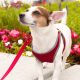Cada 26 de agosto se celebra el Día Nacional del Perro en Estados Unidos.