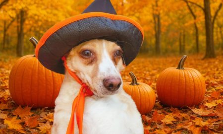 Ideas para celebrar Halloween con tu mascota de forma segura y divertida.