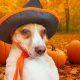 Ideas para celebrar Halloween con tu mascota de forma segura y divertida.