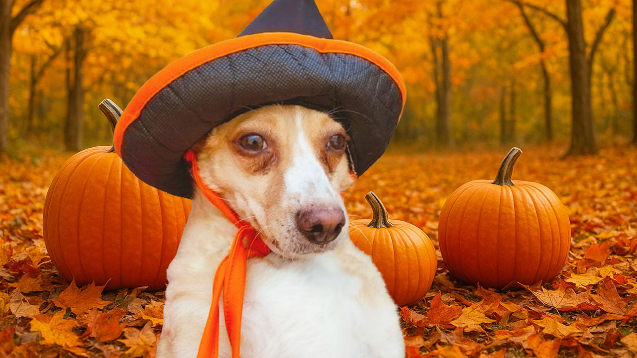 Ideas para celebrar Halloween con tu mascota de forma segura y divertida.