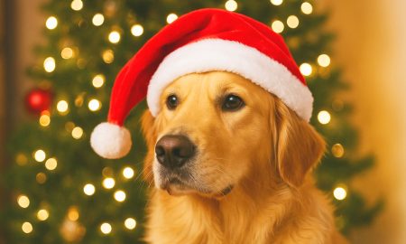 Algunos adornos navideños pueden ser peligrosos para las mascotas.