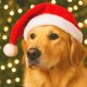 Algunos adornos navideños pueden ser peligrosos para las mascotas.