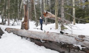 Árbol partido por grieta de congelación en Michigan debido al frío extremo, fenómeno conocido como explosión de árboles.