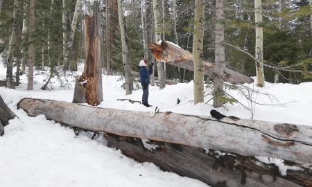 Árbol partido por grieta de congelación en Michigan debido al frío extremo, fenómeno conocido como explosión de árboles.