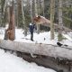 Árbol partido por grieta de congelación en Michigan debido al frío extremo, fenómeno conocido como explosión de árboles.