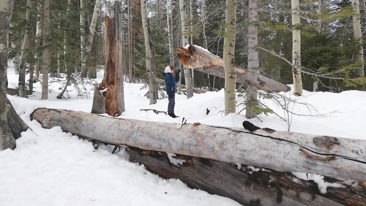 Árbol partido por grieta de congelación en Michigan debido al frío extremo, fenómeno conocido como explosión de árboles.