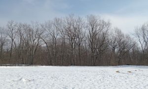 El derretimiento de la nieve provocó una mala calidad del aire en Detroit y el sureste de Michigan.