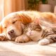 Perro y gato de mascotas tomando el sol.