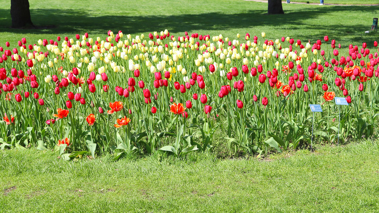 El Tulip Time Festival 2026 se llevará a cabo del 1 al 10 de mayo en Holland, en el oeste de Michigan.