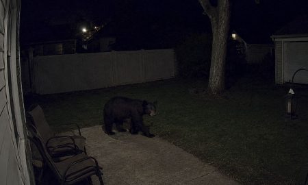 Un oso negro fue captado por una cámara de vigilancia en Metro Detroit, en el área de Downriver.