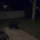 Un oso negro fue captado por una cámara de vigilancia en Metro Detroit, en el área de Downriver.
