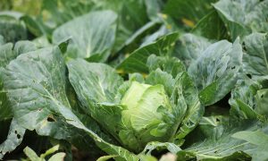 Lechuga fresca, uno de los alimentos bajo investigación como posible origen del brote de ciclosporiasis en Michigan.