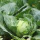 Lechuga fresca, uno de los alimentos bajo investigación como posible origen del brote de ciclosporiasis en Michigan.