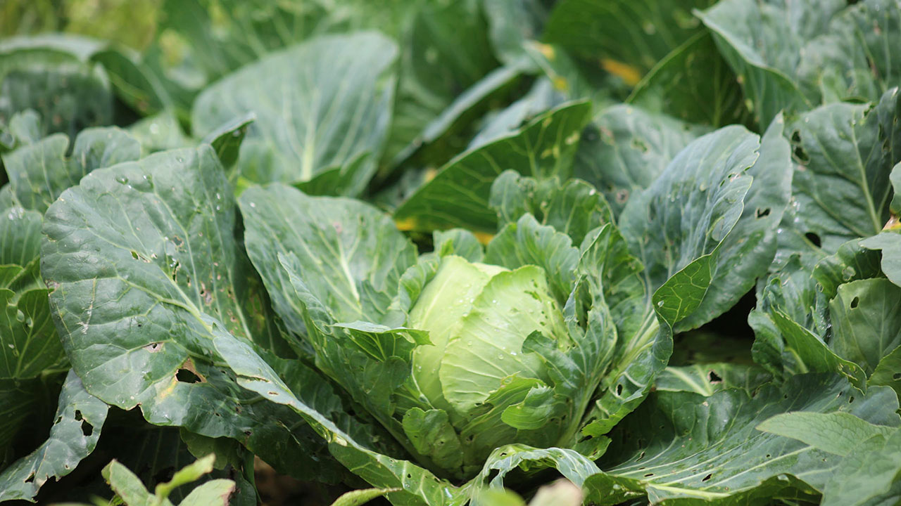 Lechuga fresca, uno de los alimentos bajo investigación como posible origen del brote de ciclosporiasis en Michigan.